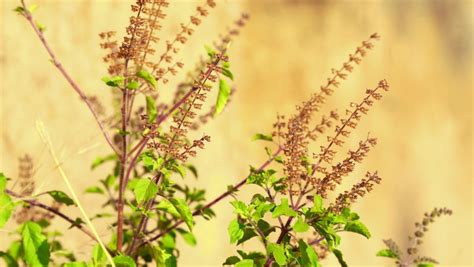 kerala tulsi all videos|259 Tulsi Stock Videos, Footage, & 4K Video Clips .